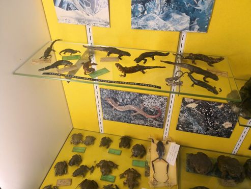Музей естественной истории Кравери