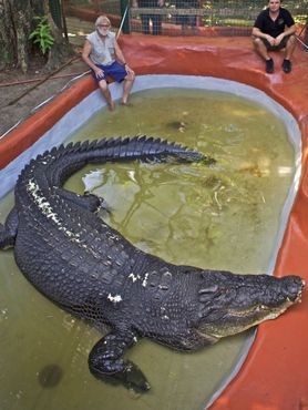 Крокодил Кассиус