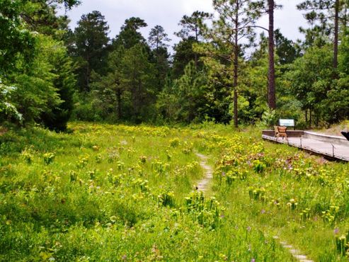 Сад плотоядных растений Стэнли Редера