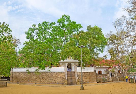 Священное дерево Бодхи возвышается над храмом