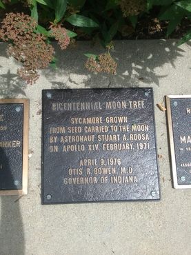 Мемориальная доска установлена на небольшом бетонном основании, окруженном кустами и молодыми деревьями