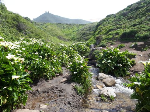 Долина калл