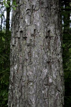 Кресты на деревьях в лесу Росма