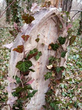 Старое кладбище Цинкоты