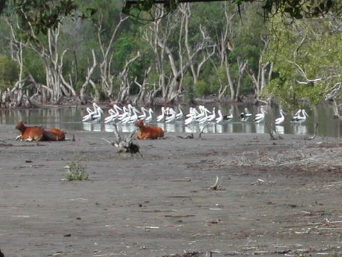 Австралийские пеликаны и бантенги отдыхают на озере