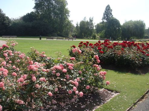 В парке представлена крупнейшая в Лондоне коллекция роз 
