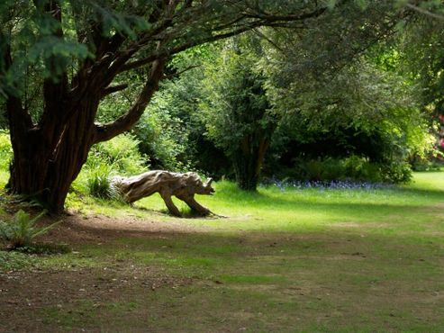 Искривленное дерево в виде носорога - любимое место детей в ботаническом саду Килмакурраг
