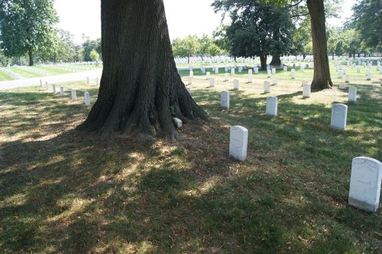 Дерево почти полностью поглотило надгробие