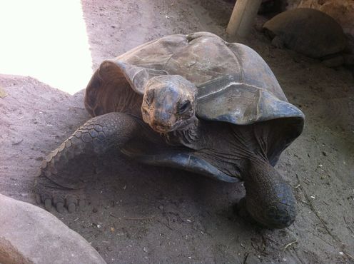 Гигантская черепаха Альдабры возле ресторана «Мария-Антуанетта»