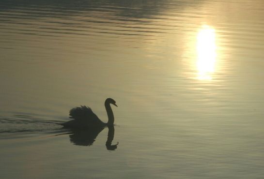 Лебедь на озере Яманака на закате