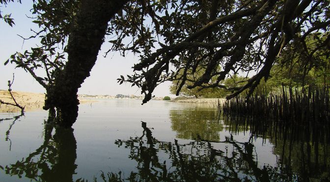 Сквозь мангровый лес виден город Эль-Хаур
