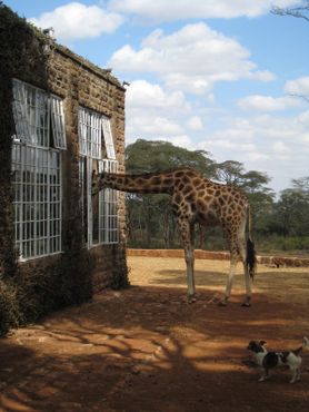 Жираф завтракает с гостями