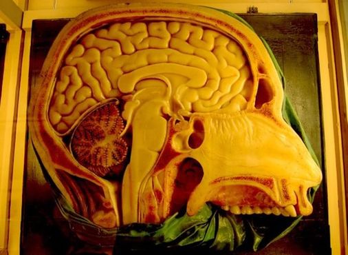 Увеличенная модель мозга, примерно в пять раз больше человеческого