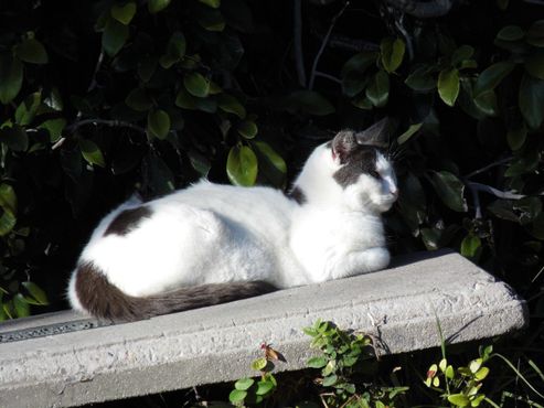 Кот на каменной скамейке