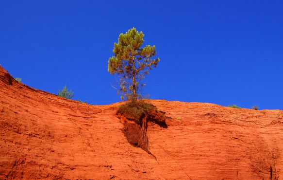 Дерево на рыжей скале