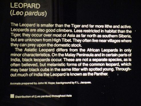 Табличная на диораме с леопардами 