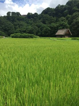 Рисовые поля летом