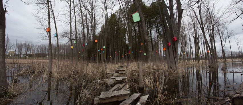 Скворечниковый лес