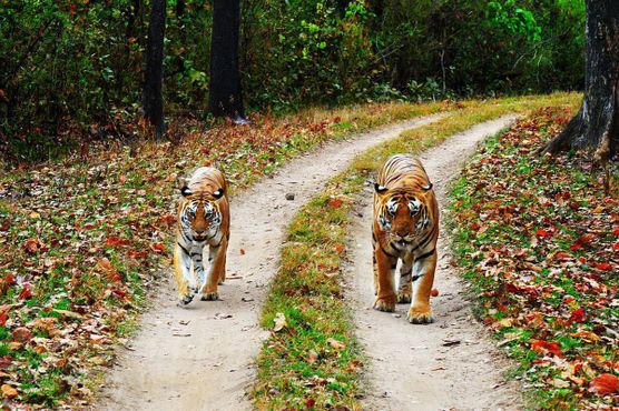 Тигр и тигрица гуляют по тропинке в Национальном парке Канха, Мадхья-Прадеш