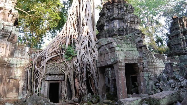 Храм Та Прум в камбоджийском Ангкоре