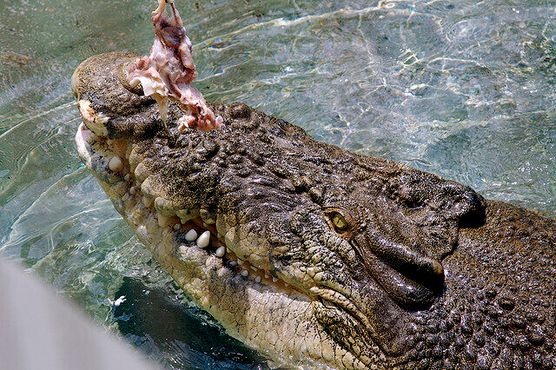 Время обеда в Бухте Крокозавров