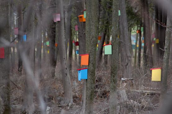 Скворечниковый лес