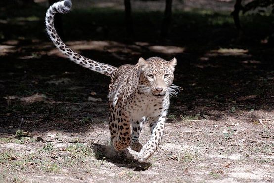 Бегущий персидский леопард