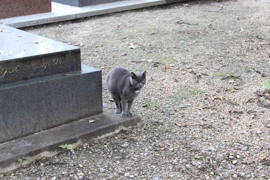 Кот на кладбище Монмартр