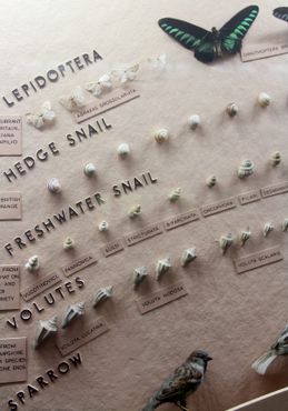 Музей и сады Хорнимана