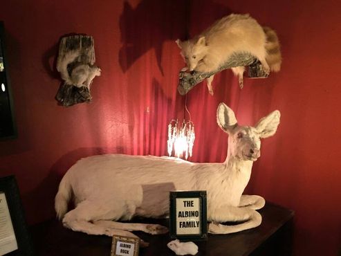 Музей диковинок Максвелла Блейда