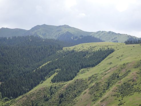 Солярный знак в лесу Эки-Нарын