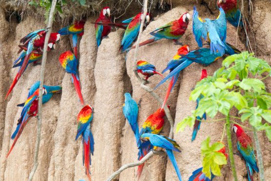 Попугаи ара, облепившие глиняные своды