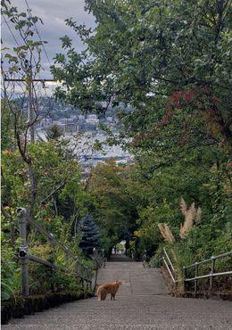 Лестница на Хау-стрит