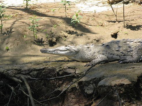 Крокодил греется на солнце на берегу реки Грихальва. Каньон Сумидеро