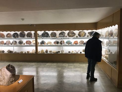 Коллекция окаменелостей Денниса и Мэри Мерфи