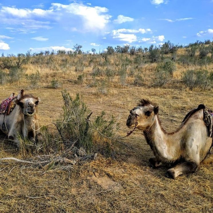 Бутик-отели, Юрты