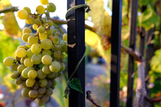 Общественный сад Большого Папочки