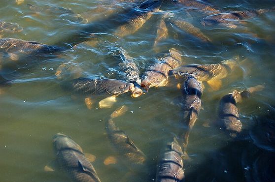 Водосброс в Лайнсвилле