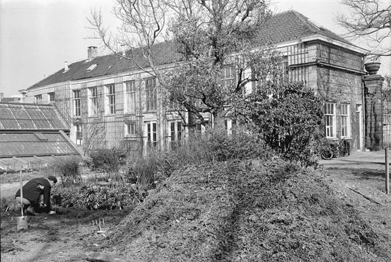 Амстердамский ботанический сад, 1954 г.