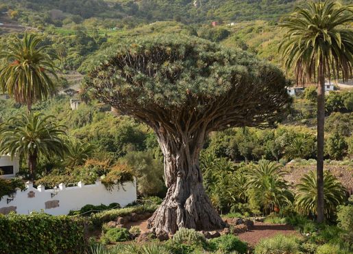 Тысячелетнее драконово дерево: где находится и что посмотреть рядом