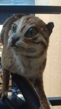 Суматранская кошка с острова Борнео