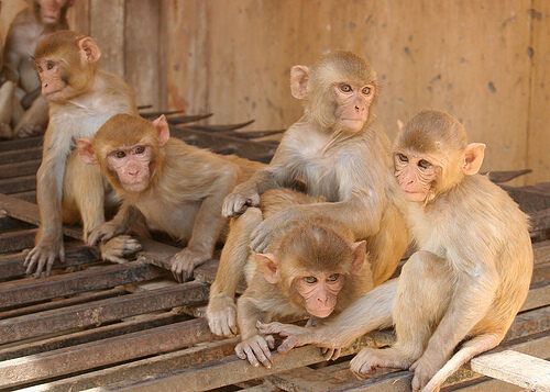 Стая обезьян отдыхает возле храма
