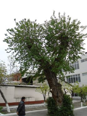 Тутовое дерево
