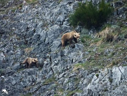 Медведица и медвежонок в Кантабрийских горах
