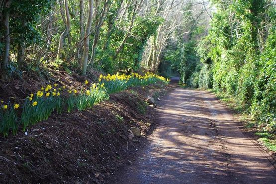 Аллея Нарциссов