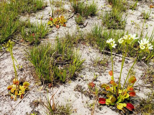 Цветение венериной мухоловки