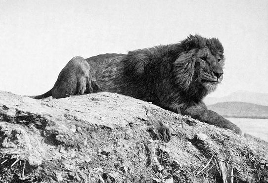 Черепа принадлежат берберийским львам, вымершему подвиду львов Атласских гор