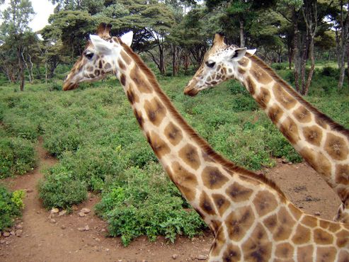 Центр Жирафов