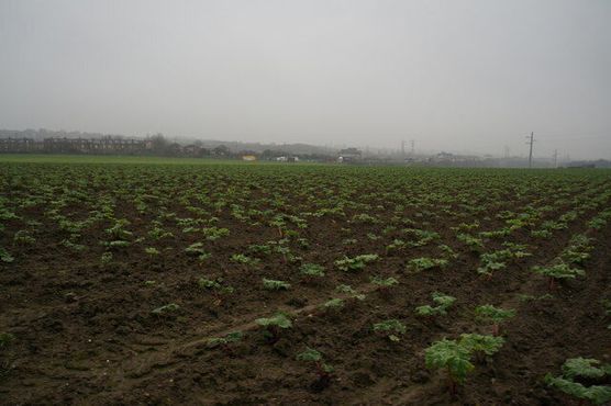 Выращивание ревеня в поле