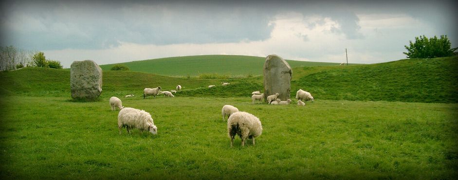 На полях пасутся овцы